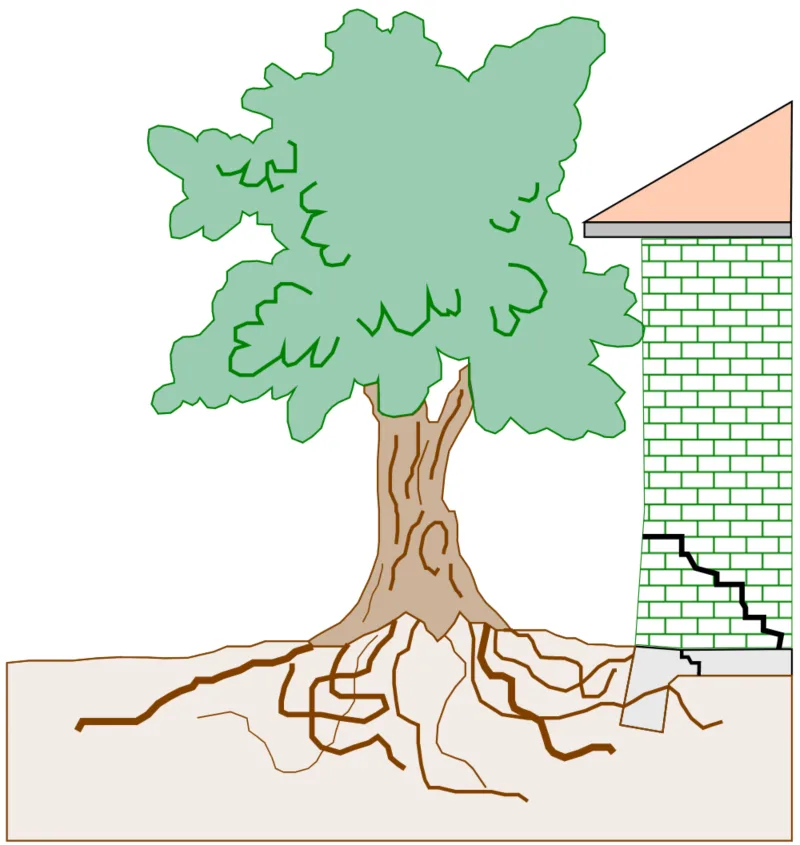 Cross section view of the damaging effects a large tree planted close to your property can cause